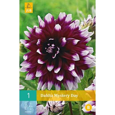 Dahlia mystery day 1st bloembol zomer Dahlia JUB - Jub