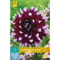 Dahlia mystery day 1st bloembol zomer Dahlia JUB - Jub - thumbnail