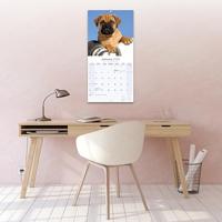 Bullmastiff Kalender 2026 - thumbnail