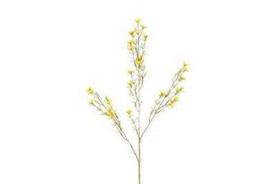 Decostar Chamelaucium L 78 cm geel