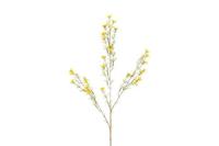 Decostar Chamelaucium L 78 cm geel - thumbnail