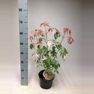 Vederesdoorn (Acer Negundo "Flamingo") - 40-50 cm - 9 stuks Vederesdoorn (Acer Negundo "Flamingo") - 40-50 cm - 9 stuks