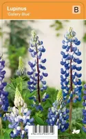 V.I.P.S. Lupinus ''Gallery Blue'' - lupine p9 - thumbnail