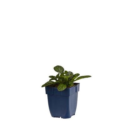 Ajuga reptans Catlin s Giant vaste plant Griffioen - Griffioen