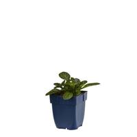 Ajuga reptans Catlin s Giant vaste plant Griffioen - Griffioen - thumbnail