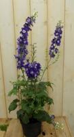 Ridderspoor Delphinium blauw Warentuin Natuurlijk - Warentuin natuurlijk - thumbnail