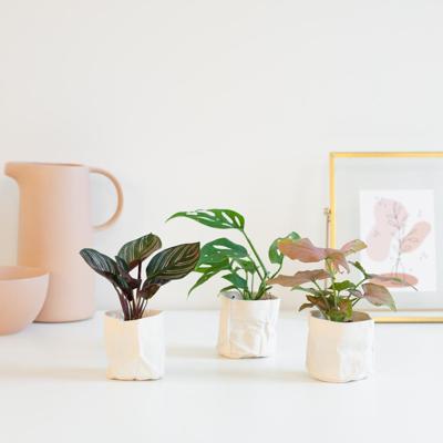 Stekjesbox inclusief minibags - 3 stuks Stekjesbox inclusief minibags - 3 stuks