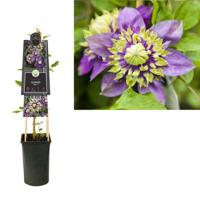 Klimplant Clematis florida Taiga - Paarse Bosrank - thumbnail