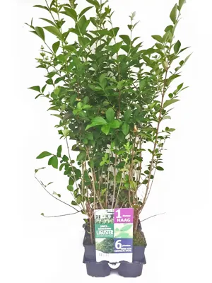 Ligustrum ovalifolium 6-pack