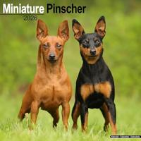 Miniature Pinscher Calendar 2026 Square Dog Breed Wall Calendar - 16 Month - thumbnail