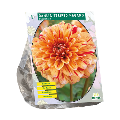 Dahlia Striped Nagano 1 stuks bloembollen Baltus - Baltus