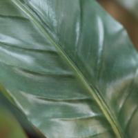 Red Calathea Luthea Kunstplant 140cm - thumbnail