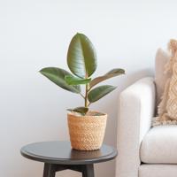 Ficus Elastica - Rubberplant - P12 - thumbnail