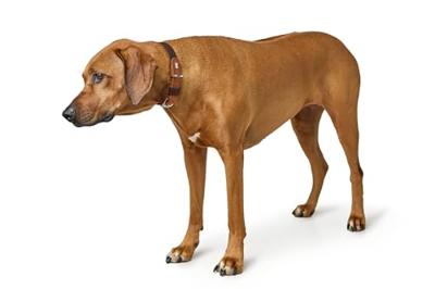 HUNTER Hondenhalsband Wolmar, chocoladebruin/cognac, Maat: 55