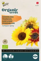 Biologische Helianthus, Zonnebloem Compact Spray - thumbnail