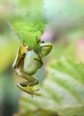 Tuinschilderij kikker 130x70cm Customize-it - Customize it Tuinschilderij kikker 130x70cm Customize-it - Customize it