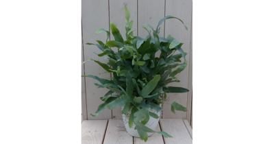 Blauwvaren Phlebodium in witte pot 30 cm Warentuin Natuurlijk - Warentuin natuurlijk