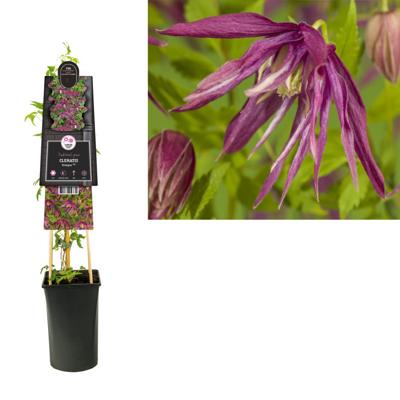 Klimplant Clematis Octopus - Paarse Bosrank