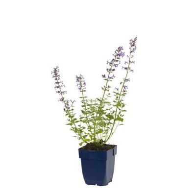 Nepeta faassenii Walker s Low vaste plant Griffioen - Griffioen