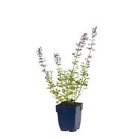 Nepeta faassenii Walker s Low vaste plant Griffioen - Griffioen - thumbnail
