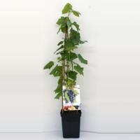 Blauwe druif (vitis vinifera "Glenora") fruitplanten - In 5 liter pot - 1 stuks - thumbnail
