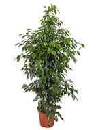 Ficus danielle M kamerplant - thumbnail