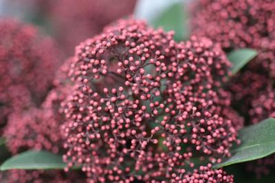 Skimmia