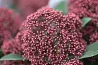 Skimmia - thumbnail
