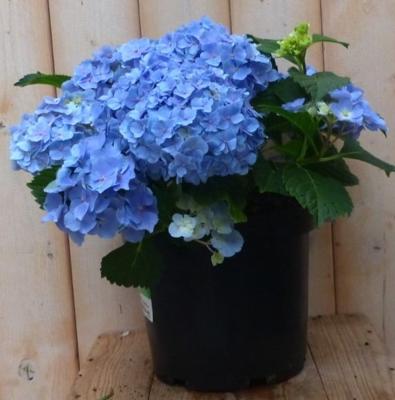 Hortensia Hydrangea blauw 40 cm Warentuin Natuurlijk - Warentuin natuurlijk