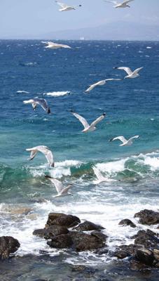 Meeuwen strand 70x130cm Tuinschilderij Customize-it - Customize it