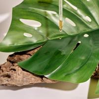 Stimulating Olive leaf lotion for hair prone to falling out - 100 ml - thumbnail