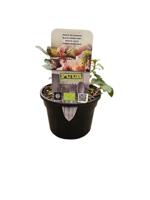 Puur kruiden Menta sp. 'Blackcurrant' - zwarte bessenmunt biologisch - thumbnail