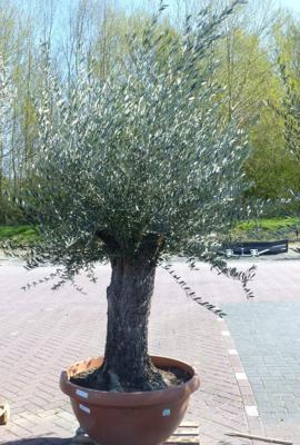 Olijfboom Olea stamhoogte 80 cm en boomhoogte 200 cm Dikke oude Stam Warentuin Natuurlijk - Warentuin natuurlijk