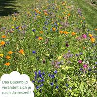 OwnGrown bijenweide bloemenmix 100g premium bijenzaden voor kleurrijke hommel- en bijenweiden bijenvriendelijke bloemzadenmix bloemenweidezaden - eenjarig en meerjarig - thumbnail
