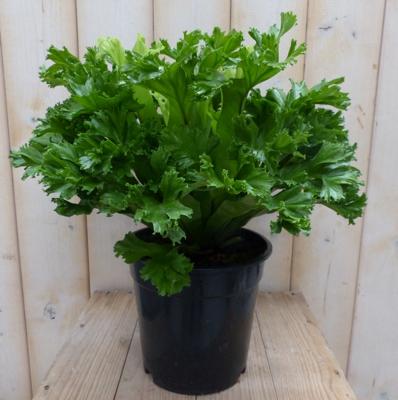 Groene Krisby nestvaren Asplenium Warentuin Natuurlijk - Warentuin natuurlijk
