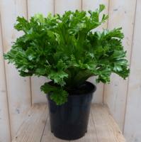 Groene Krisby nestvaren Asplenium Warentuin Natuurlijk - Warentuin natuurlijk - thumbnail