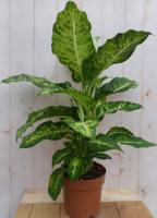 Dieffenbachia 60 cm kamerplant Warentuin Natuurlijk - Warentuin natuurlijk - thumbnail