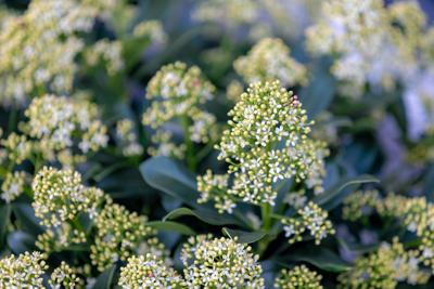 Skimmia Skimmia
