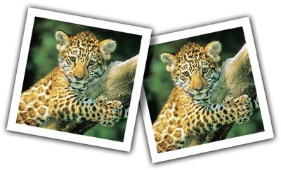 Jonge dieren memory Jonge dieren memory
