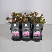 Grootbloemige roos (rosa "Lila Wunder") - thumbnail