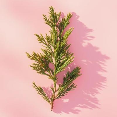 Elie Saab Le Parfum Essentiel Eau de parfum Spray Eau de Toilette 50 ml Dames