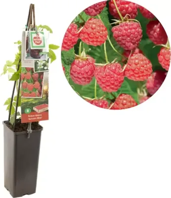 Framboos Rubus idaeus Autumn Bliss - Rode herfstframboos