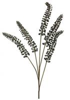 Phytolacca zwart 93cm - thumbnail