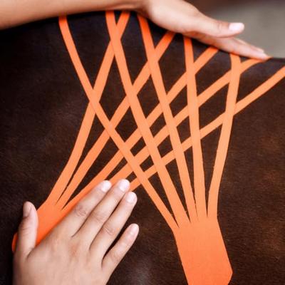 VetkinTape® Kinesiologie Tape voor dieren - Oranje (10cm x 5m) | 1 rol Kinesiotape voor paarden en honden | TÜV-gecertificeerd | Kinesiotapes met +25% meer kleefkracht | Voor professionals