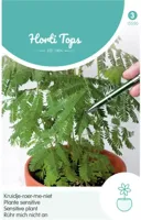 Zaden Mimosa Pudica Kruidje-Roer-Me-Niet Hortitops - Hortitops - thumbnail