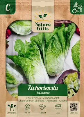 Zichoriensla herfstsla 200st