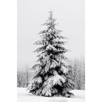 Plexiglas Schilderij Dennenboom - B80x L120 Cm - thumbnail