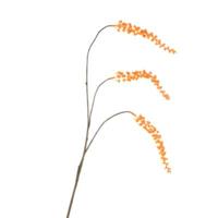 Daan Kromhout Kunsttak berry cluster oranje 94 cm | 6 stuks - thumbnail