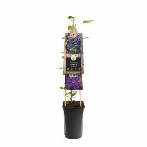 Klimplant Clematis The President - Paarse Bosrank