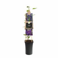 Klimplant Clematis The President 75 cm Bosrank Van der Starre - Van der starre - thumbnail